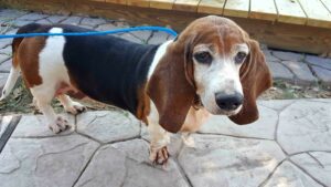 Basset Hound Puppies North Texas