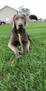 Grey Lab Puppy Names