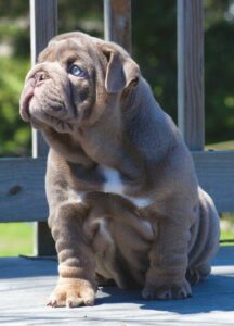 Blue Eyed American Bulldog