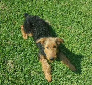 Airedale Puppies For Sale In Michigan
