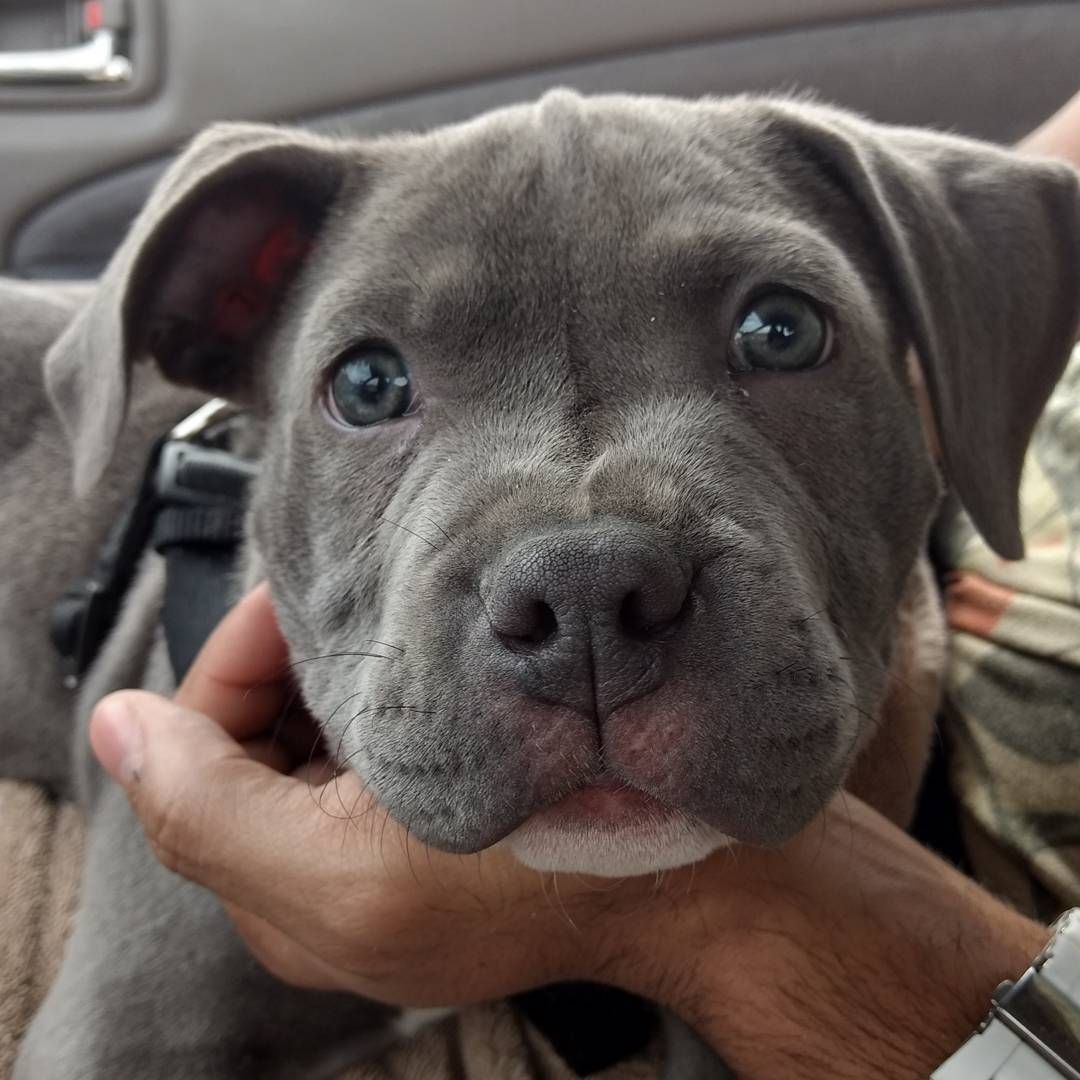 Bully Puppies For Sale In Ny
