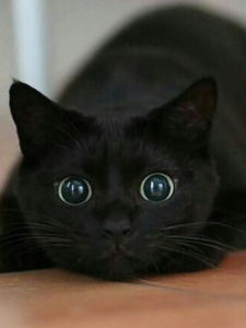 Big Eyed Cat Breed Name