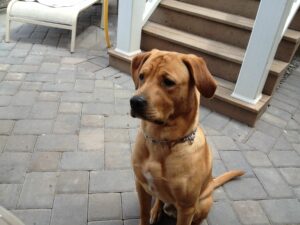 Fox Red Lab Puppies Near Me