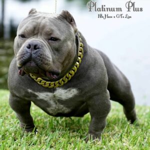 American Bulldog Breeders Florida