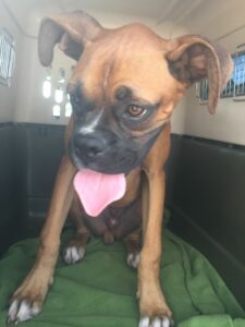 Boxer Puppies Rescue Texas