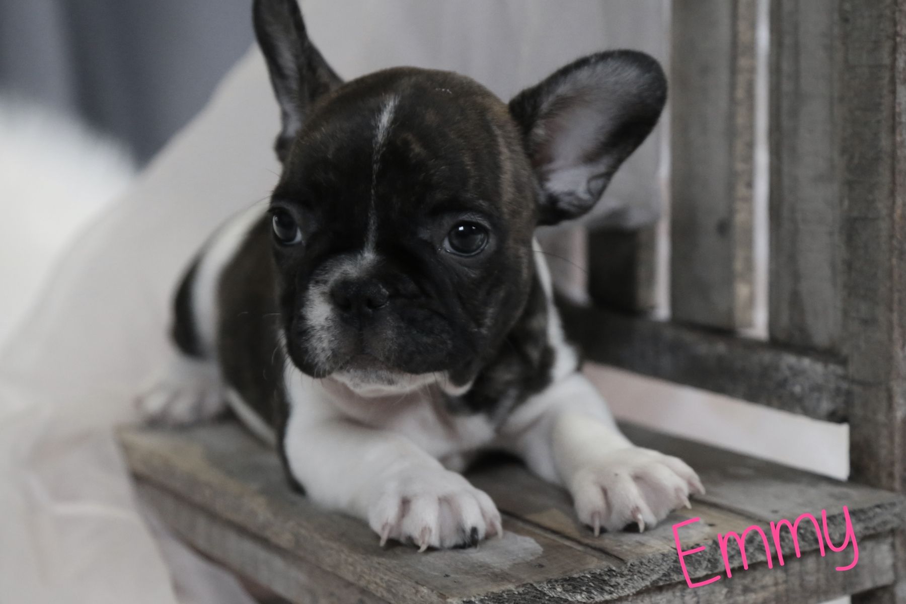 Newborn French Bulldog For Sale