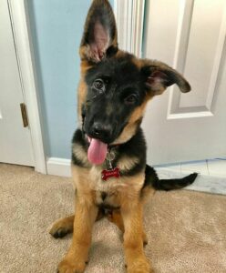 Black German Shepherd Puppies For Sale Near Me