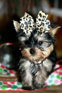 Yorkie Puppies For Sale In Texas