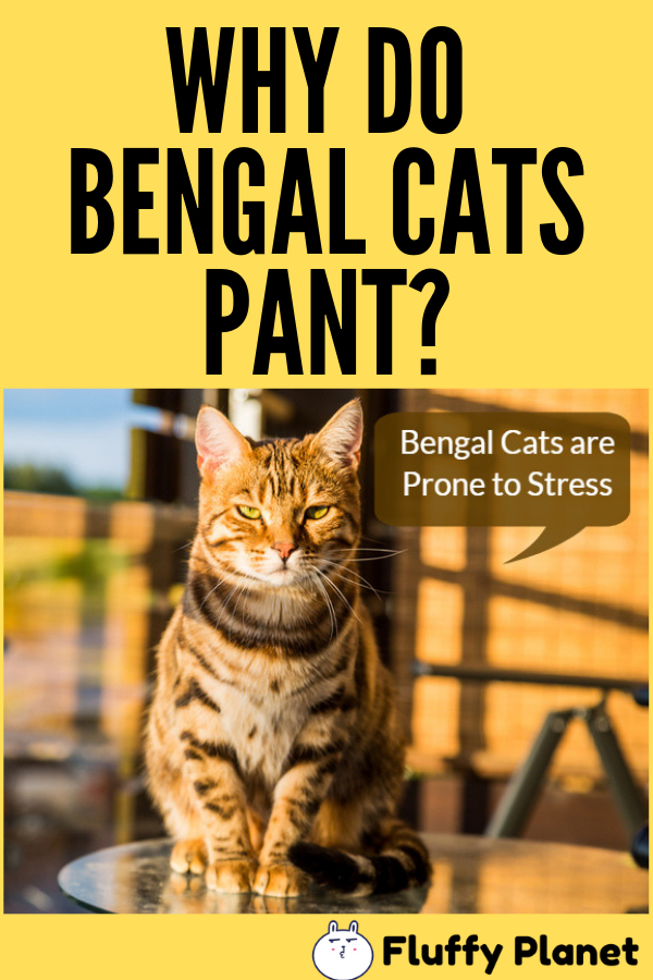 F1 Bengal Cat Breeders