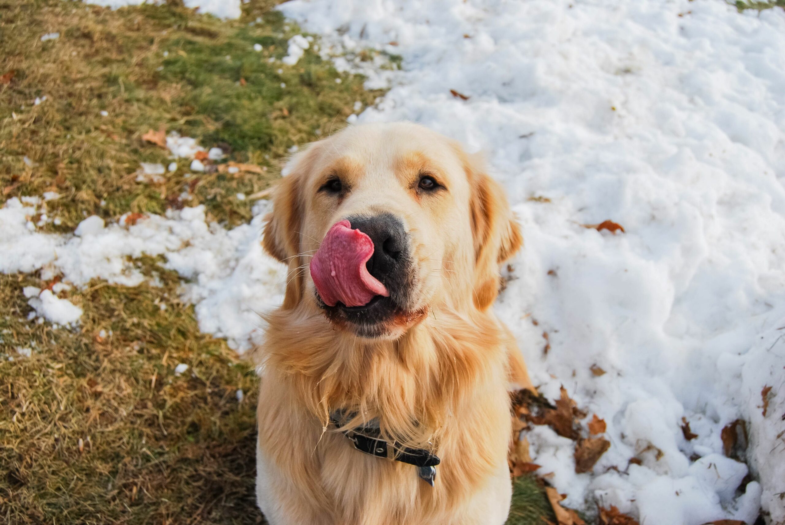 Golden Retriever Puppies Maine Rescue