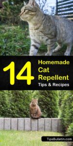 Natural Cat Repellent For Gardens