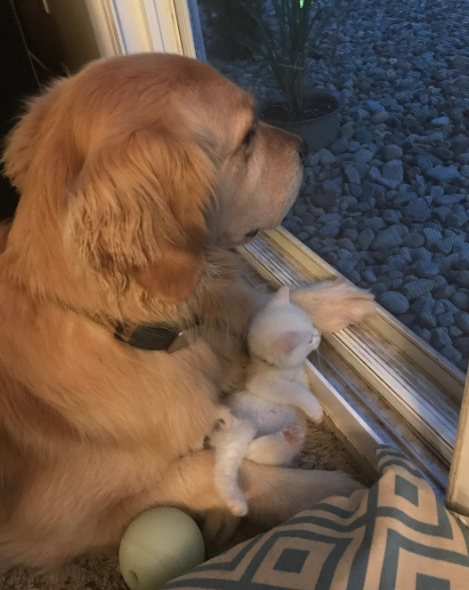 Humming Puppy Nyc Instagram