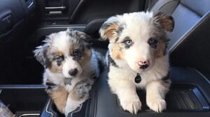 Blue Merle Corgi Puppies For Sale