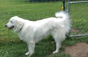 Golden Pyrenees Puppies For Sale California