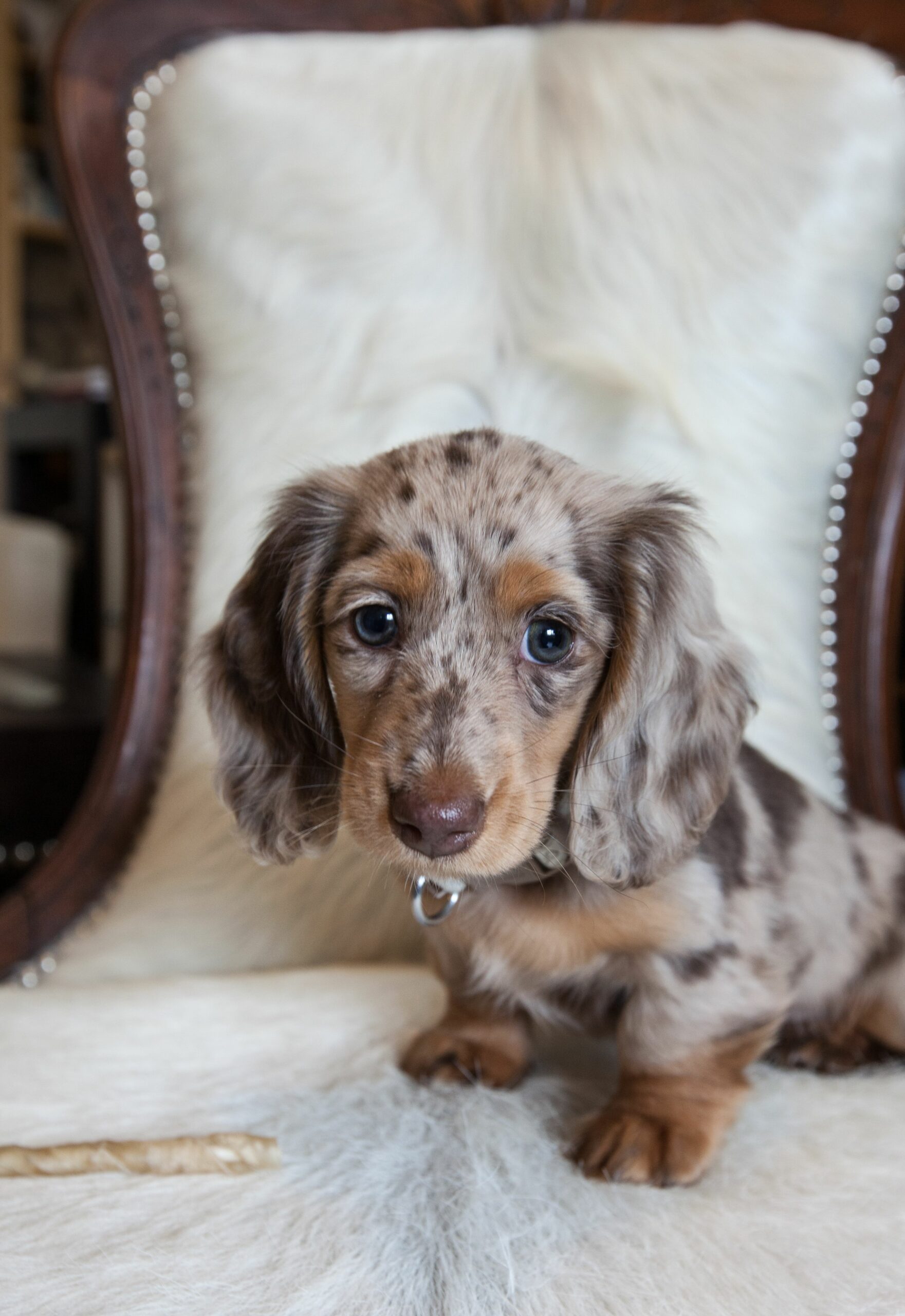 Long Haired Dachshund Puppies For Sale