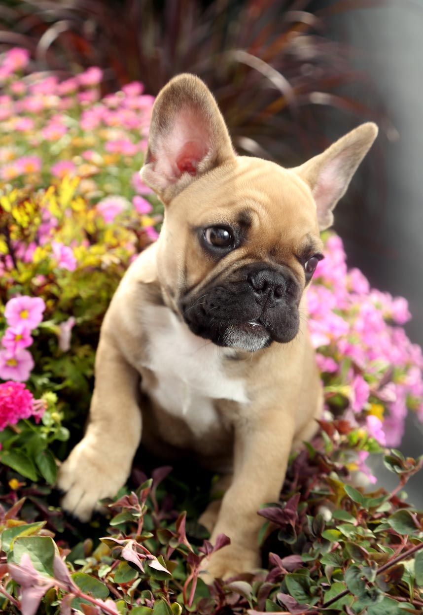 Boston Terrier Puppies Michigan For Sale
