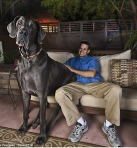 Great Dane Breeders Tucson Az