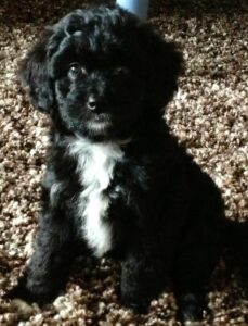 Mini Aussiedoodle Puppies Available Now