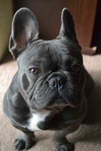 French Bulldog Nyc Breeder