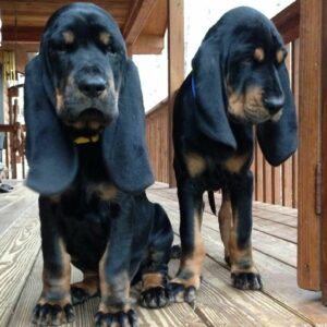 Plott Hound Puppies For Sale