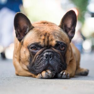 French Bulldog Breeders Nyc