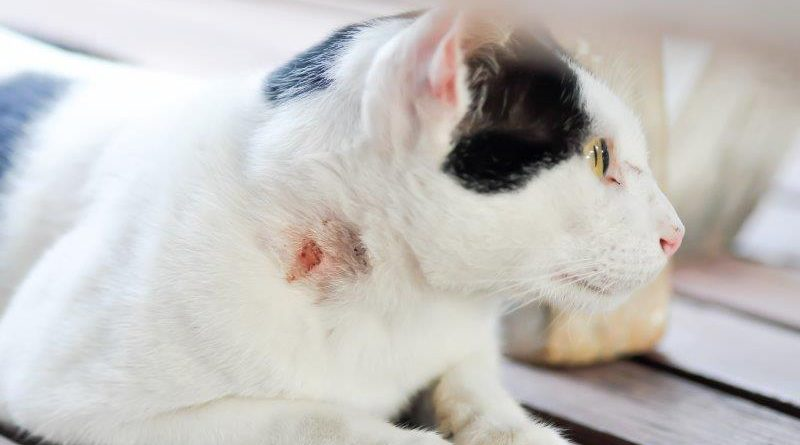 What Vaccines Do Indoor Cats Need