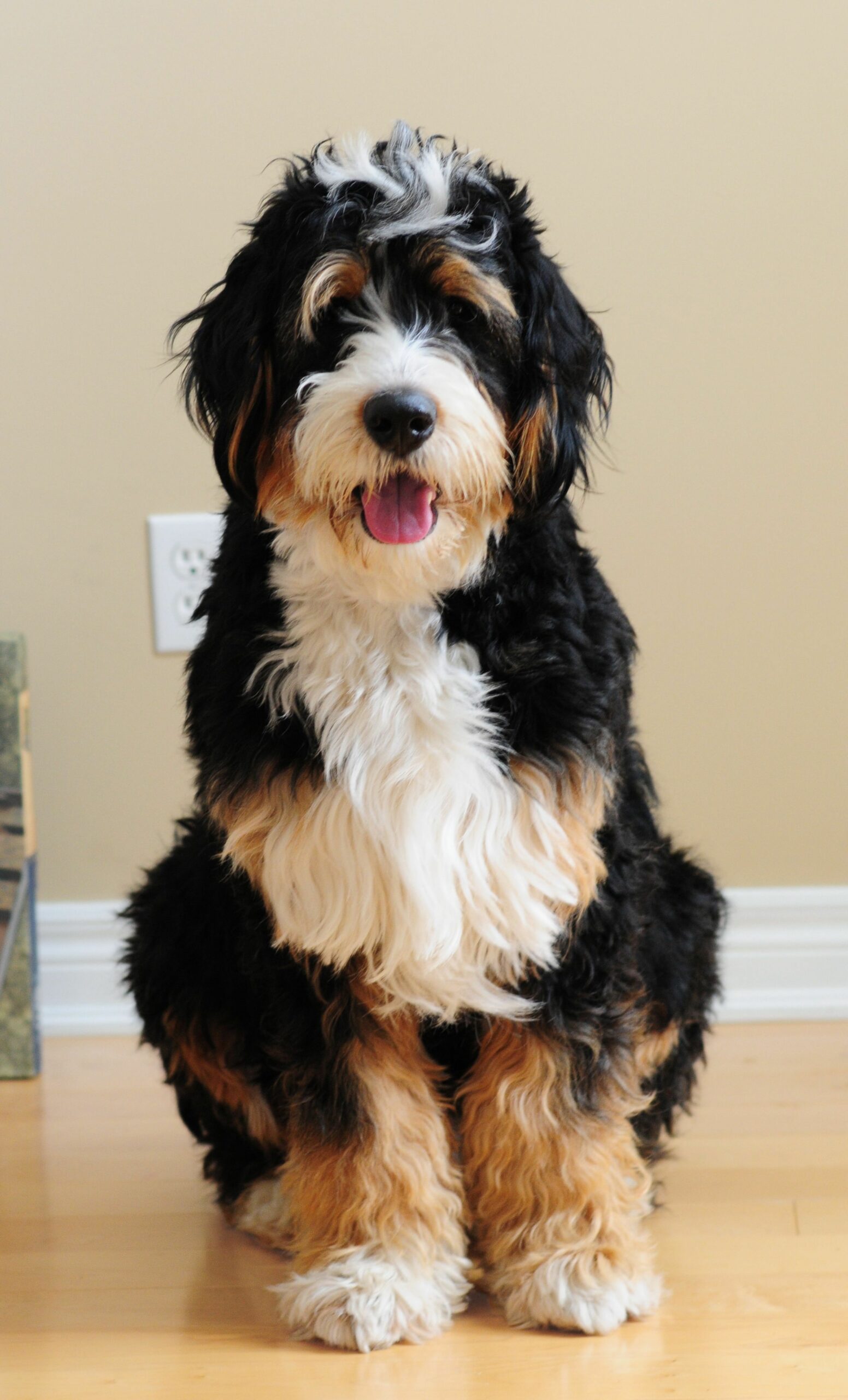 Bernedoodle Puppies For Sale Ohio