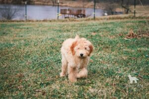 Goldendoodle Puppies Central Illinois