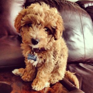 Poochon Puppies For Sale