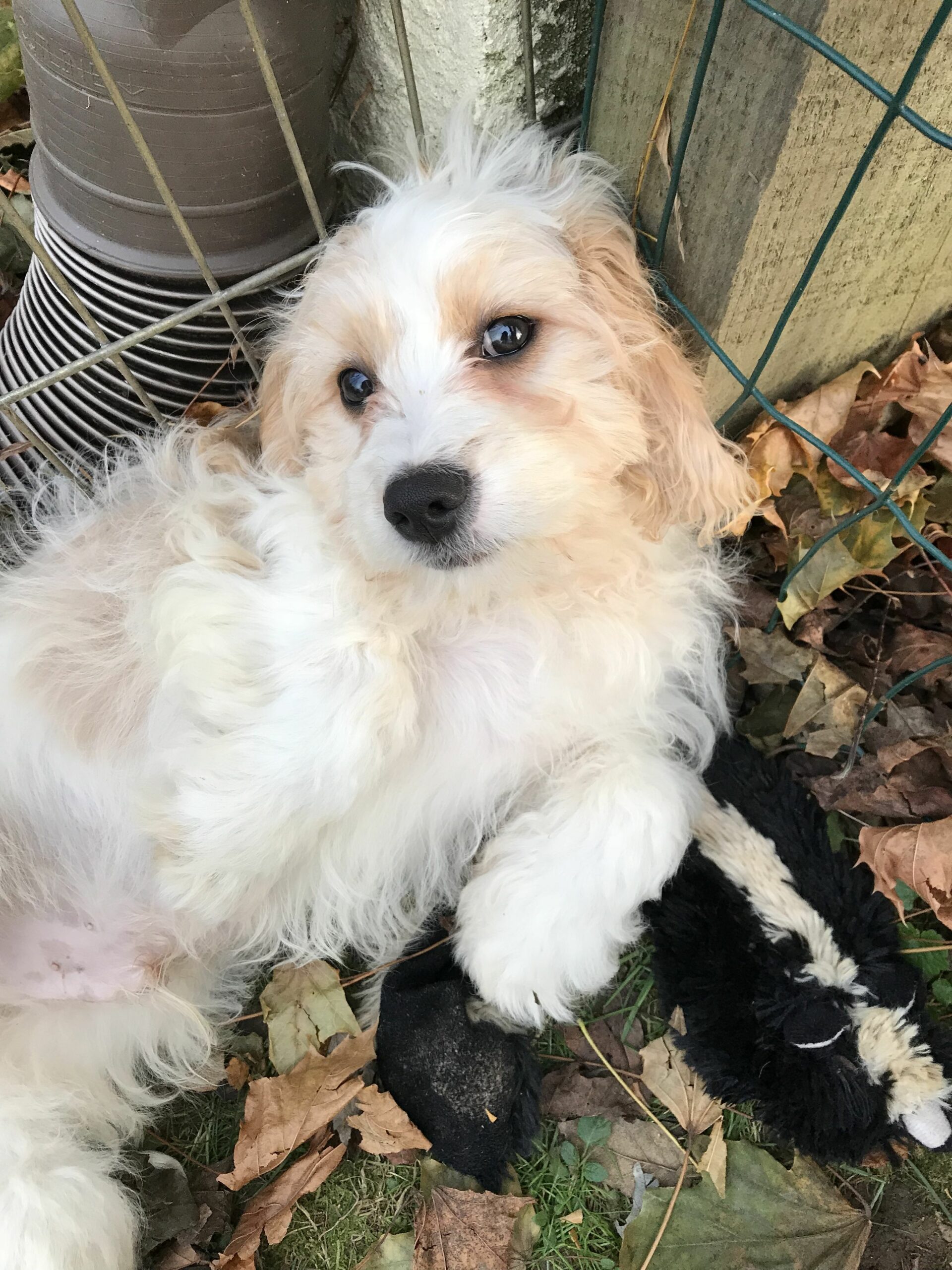 Cavachon Puppies For Adoption Near Me