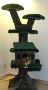 Cat Trees For Big Cats