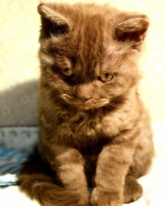 Selkirk Rex Kittens For Sale