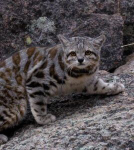 Andean Mountain Cat Endangered