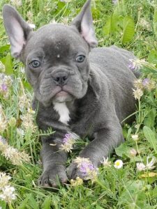 Blue French Bulldog Puppies For Sale