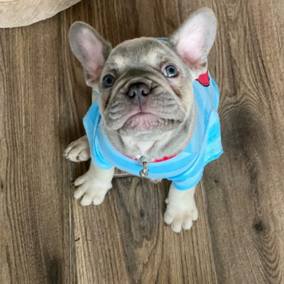 Long Haired French Bulldog For Sale Near Me