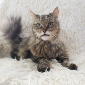 Maine Coon Kittens Available For Adoption